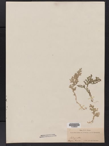 Selaginella