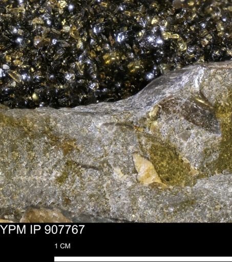 undet. Mollusca