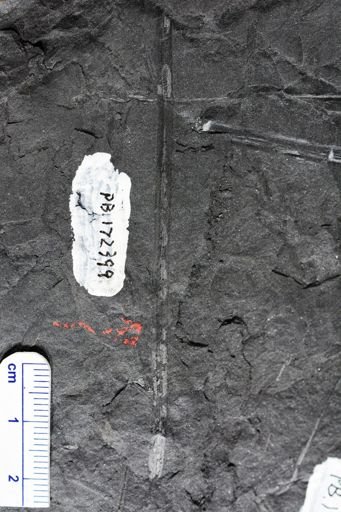 Lepidophylloides sp.
