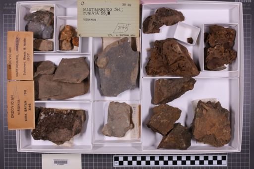 mixed taxa, stratigraphic collection