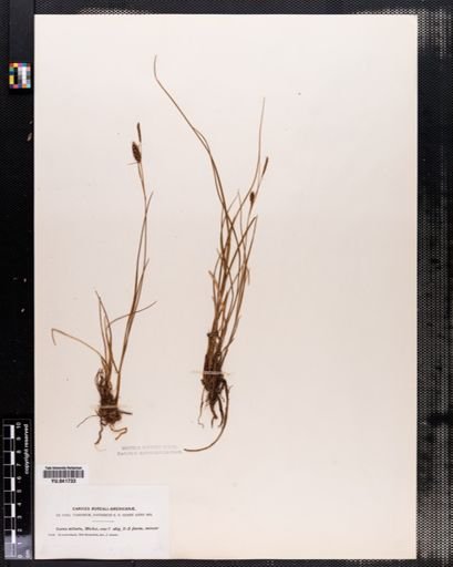 Carex saxatilis