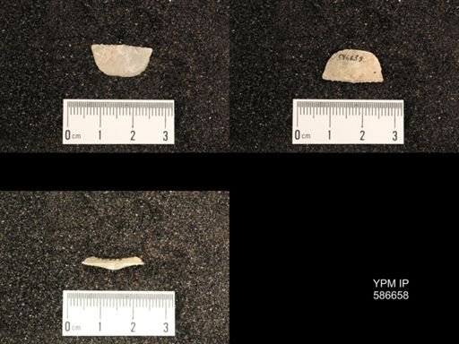 Chonetes granulifer
