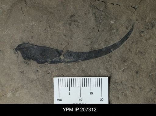 Paracarcinosoma cf. scorpionis