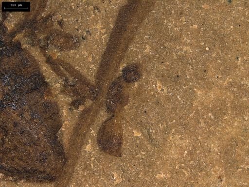 taxon undetermined