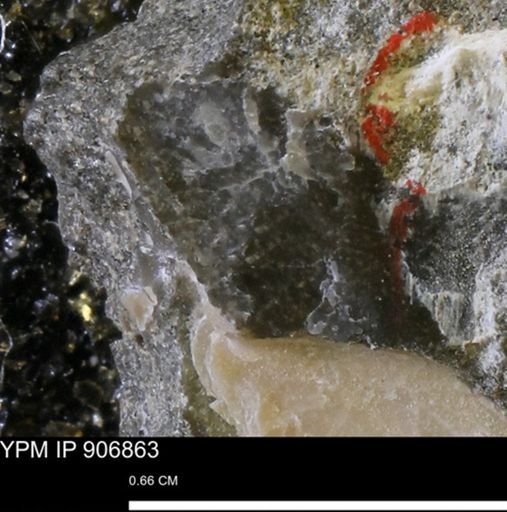 Oxytoma (Hypoxytoma)?
