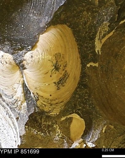 Limopsis striatopunctatus