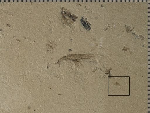 undet. Psocoptera