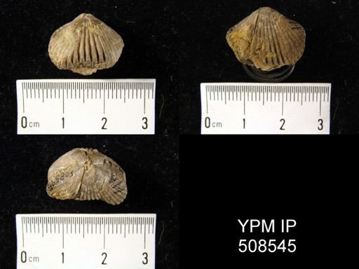 Uncinulus?