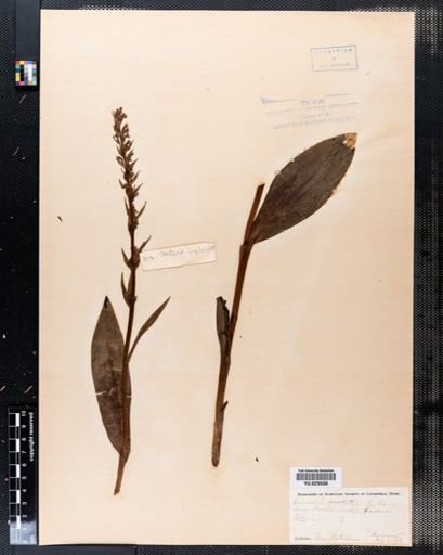 Habenaria bracteata