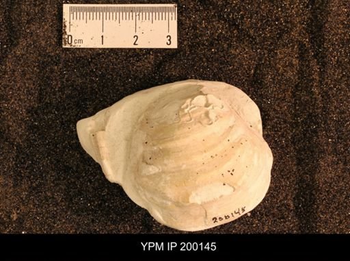 Inoceramus brogniarti
