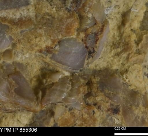 undet. Bivalvia