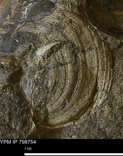 Dosiniopsis deweyi