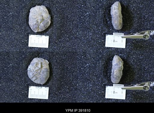 Scaphites whitfieldi