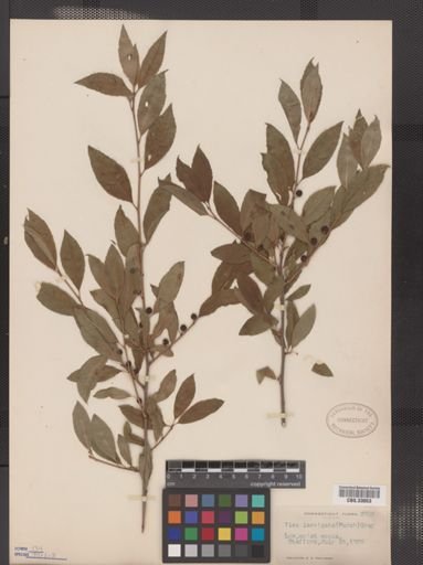 Ilex laevigata