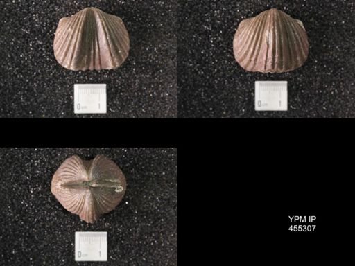 Platystrophia sp.