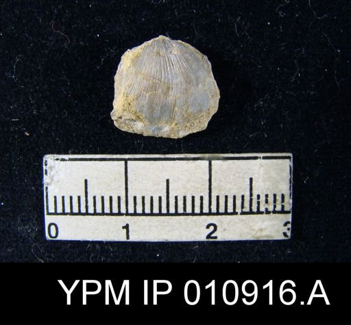 Meekella attenuata