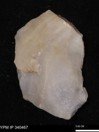Ostrea glabra