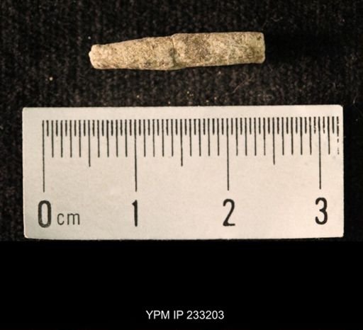 Archaeocidaris sp.