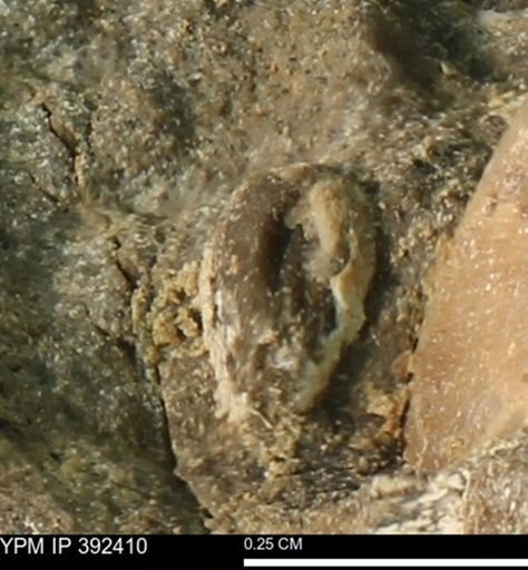 Protocardia subquadrata