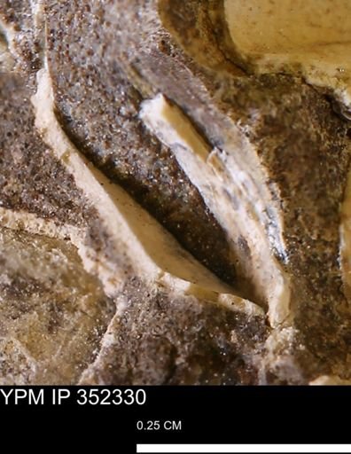 undet. Bivalvia