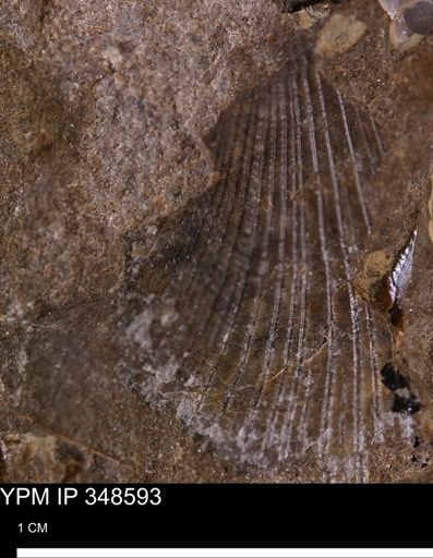 Oxytoma (Hypoxytoma) nebrascana