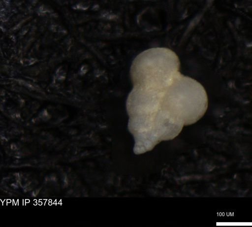 undet. Foraminiferida