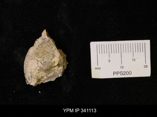 Scaphites sp.