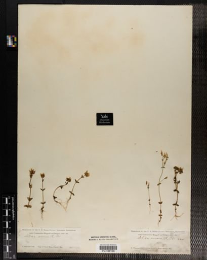 Plantae