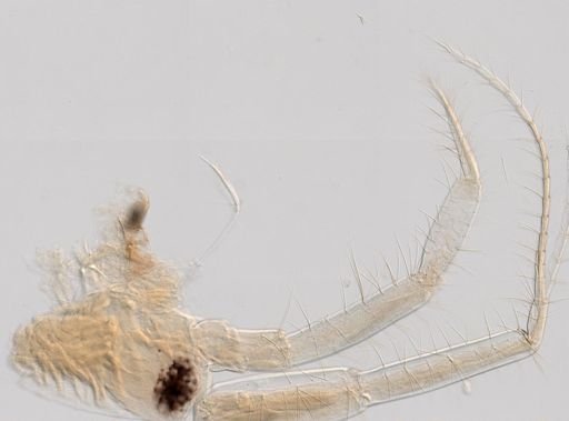 Quadrimaera quadrimana
