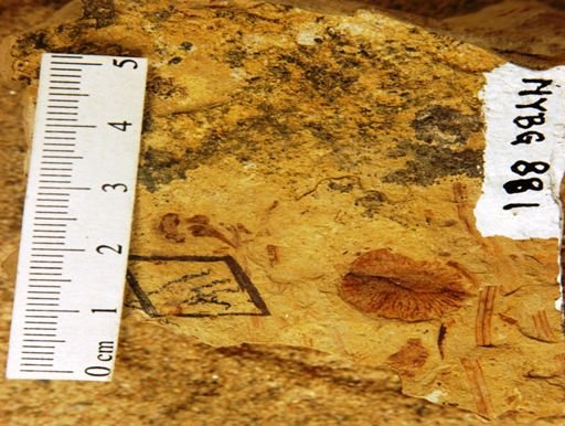 Ptelea miocenica