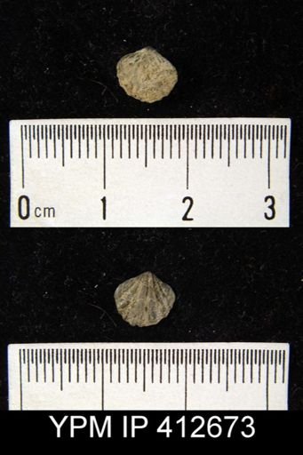Atrypina sp.