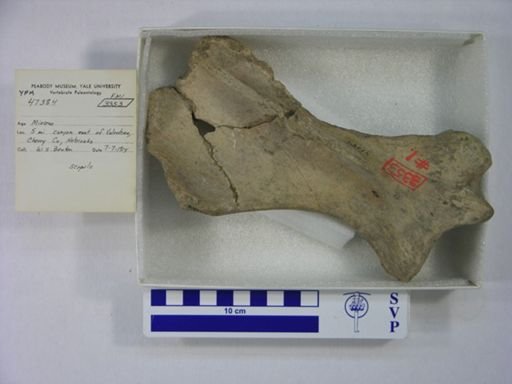 Rhinocerotidae