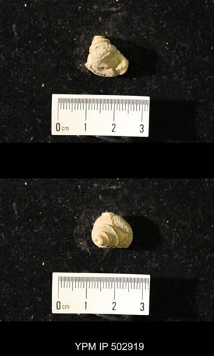 Worthenia tabulata