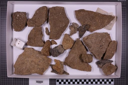 mixed taxa, stratigraphic collection
