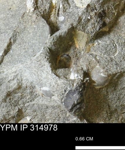 undet. Scaphitidae