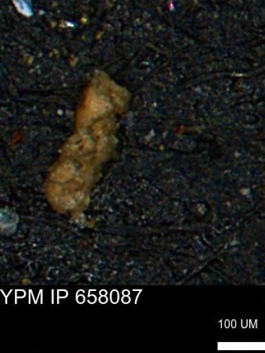Ammobaculoides phaulus