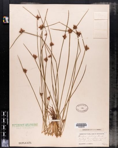 Scirpus debilis