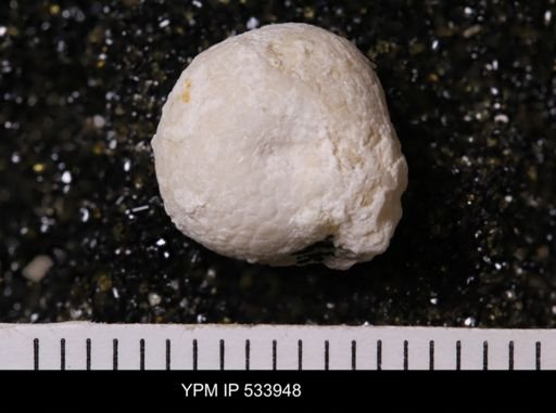 Agelasida