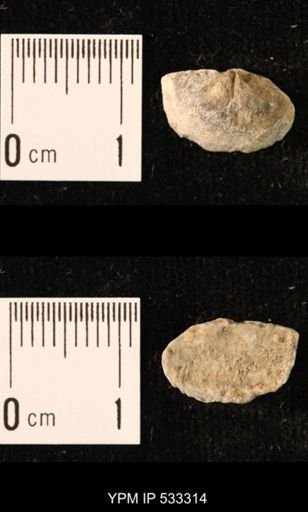 Chonetes sp.