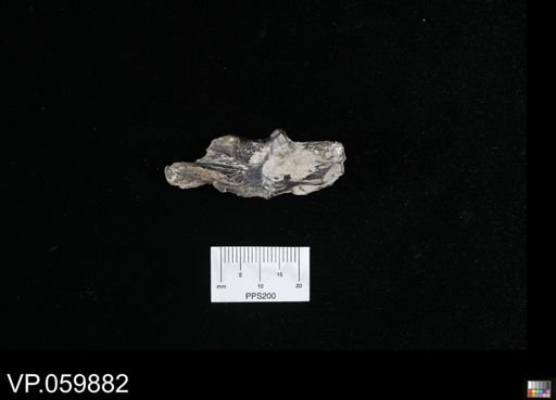 Cimolichthys sp.
