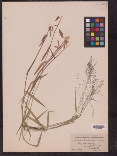 Panicum barbulatum
