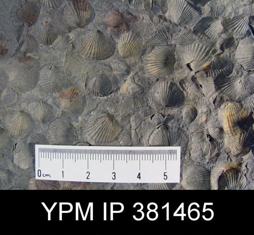 Tropidoleptus sp.