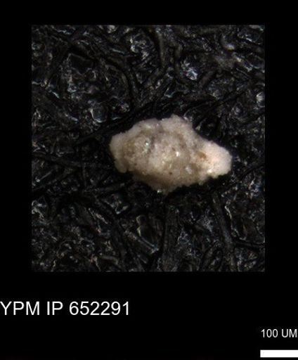 undet. Foraminiferida
