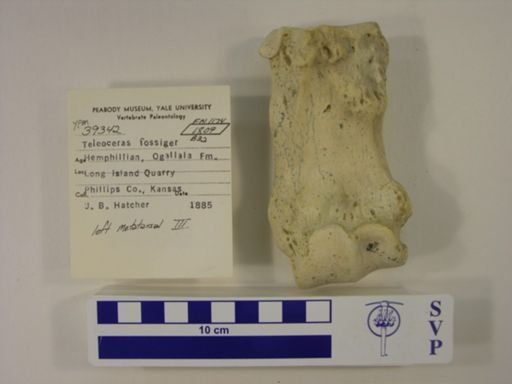 Teleoceras fossiger