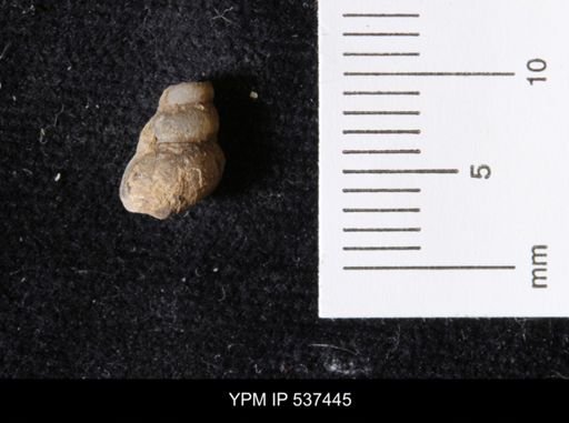 Goniobasis ortmanni