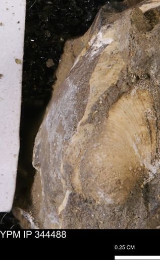 Limopsis striatopunctatus