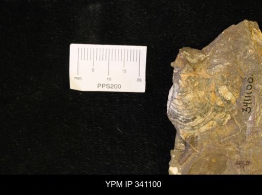 Scaphites sp.