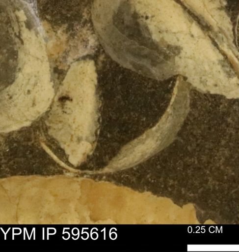 Protocardia sp.