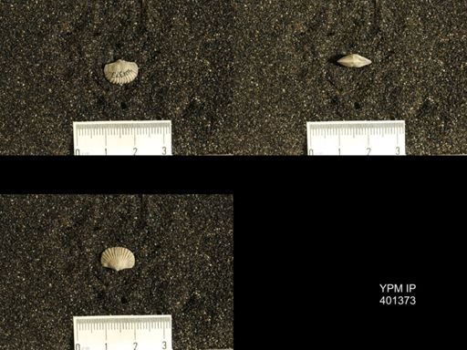 Plectorthis plicatella