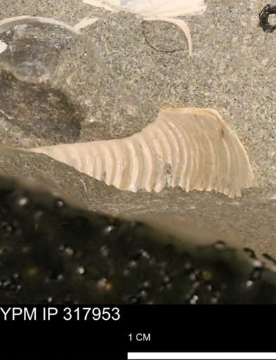 Hoploscaphites sp.